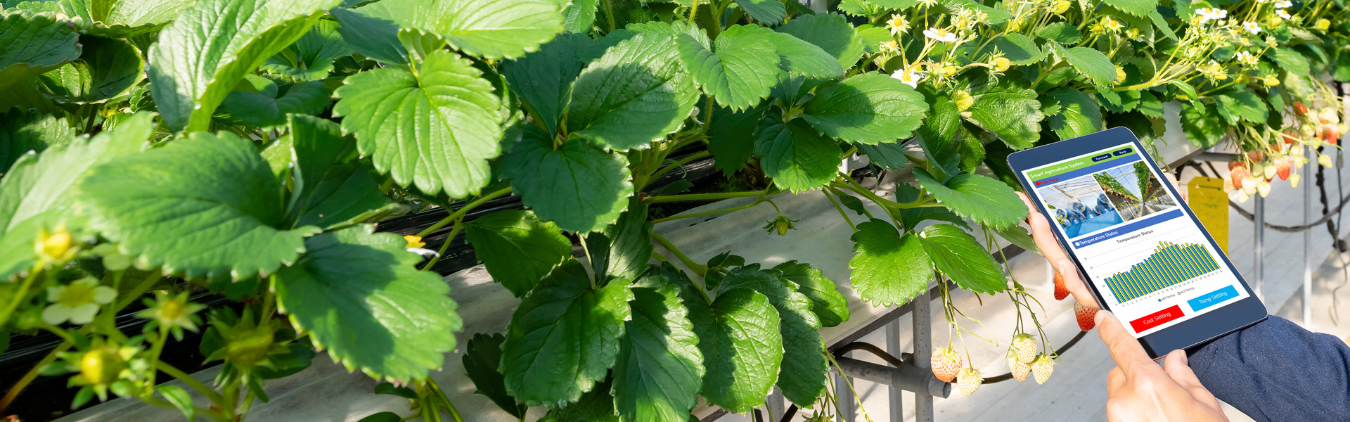 Future of Smart Farming Technology